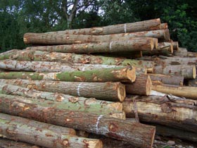 Douglas Fir Logs.