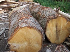 Larger Oak Logs