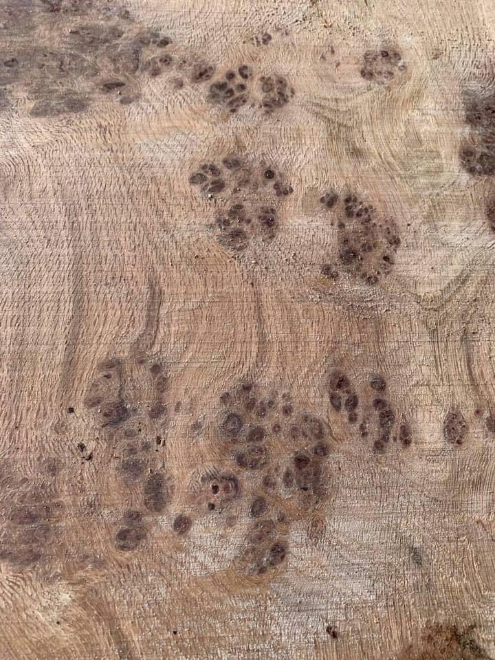 Oak - close up